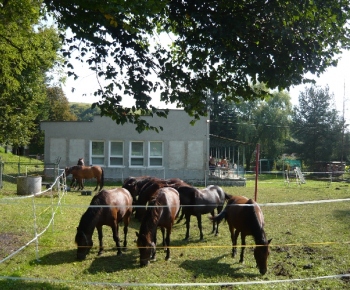 Fotogaléria / Jazdecká akadémia 2014